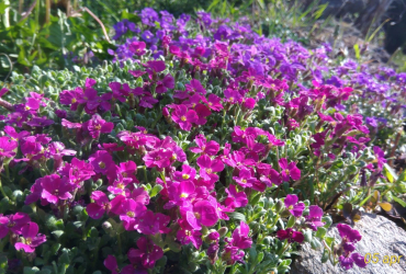 Aprile mese di festa e di buon augurio